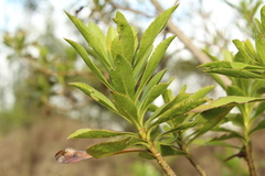 Verbesina centroboyacana
