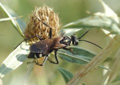 Cryptocheilus egregius