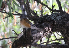 Turdus rufopalliatus