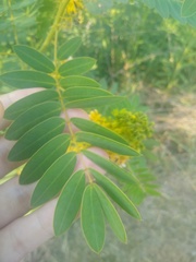 Senna hebecarpa