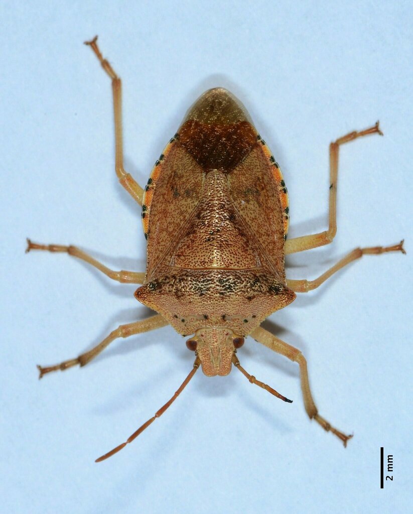 Apoecilus