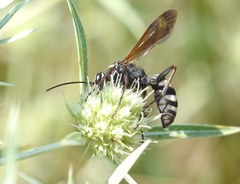 Cryptocheilus egregius