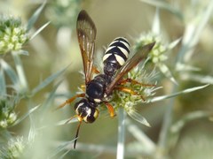Cerceris tuberculata