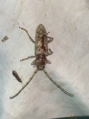 Enaphalodes rufulus