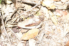 Spharagemon crepitans