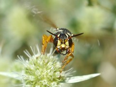 Cerceris tuberculata