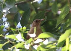 Turdus grayi