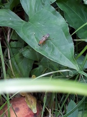 Ptecticus testaceus