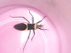 Zelurus circumcinctus