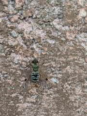 Chrysopilus modestus