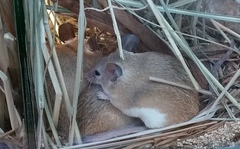 Northeast African Spiny Mouse photo 4