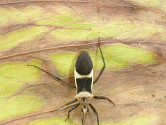 Zelurus circumcinctus