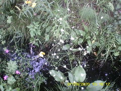 Alisma plantago-aquatica