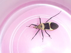 Zelurus circumcinctus