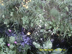 Alisma plantago-aquatica