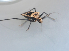 Zelurus circumcinctus