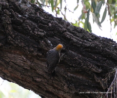 Melanerpes aurifrons