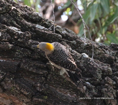 Melanerpes aurifrons