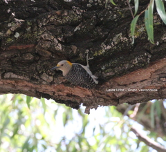 Melanerpes aurifrons