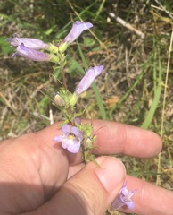 Penstemon gracilis