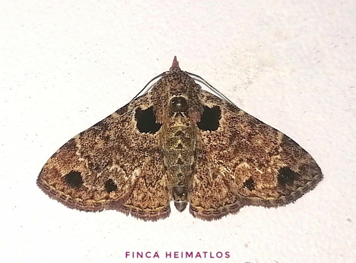 Metalectra verrucata