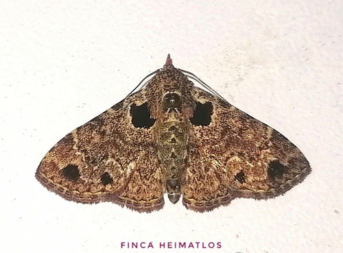 Metalectra verrucata