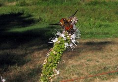 Ectophasia leucoptera