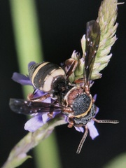 Epeolus bifasciatus