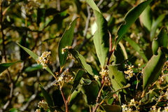 Pterocelastrus rostratus