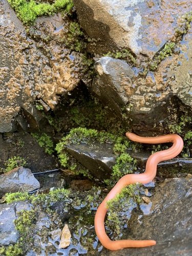 Rubber Boa observed near Hauser Bridge Rd, Cazadero, CA, US, (c) plantman8, some rights reserved (CC BY-NC)
