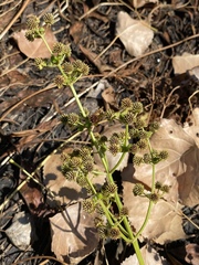 Saniculeae
