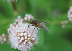 Pangoniinae