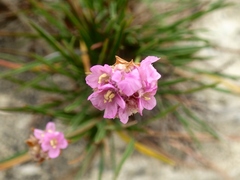 Armeria welwitschii