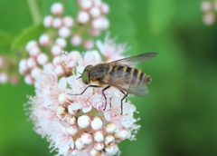 Pangoniinae