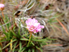 Armeria welwitschii