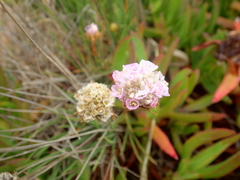 Armeria welwitschii
