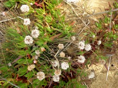 Armeria welwitschii