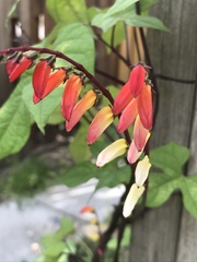 Ipomoea lobata