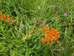Satyrium calanus