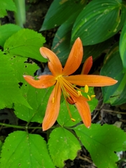 Lycoris sanguinea
