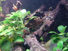 Back-Swimming Congo Catfish photo 4