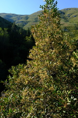 Pterocelastrus rostratus