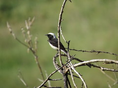 Oenanthe cypriaca