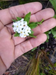 Lithospermum distichum