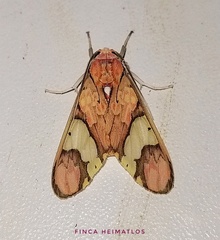 Neonerita dorsipuncta