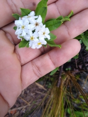 Lithospermum distichum
