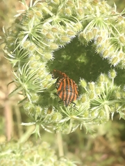 Graphosoma italicum italicum