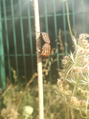 Graphosoma italicum italicum