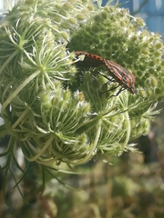 Graphosoma italicum italicum
