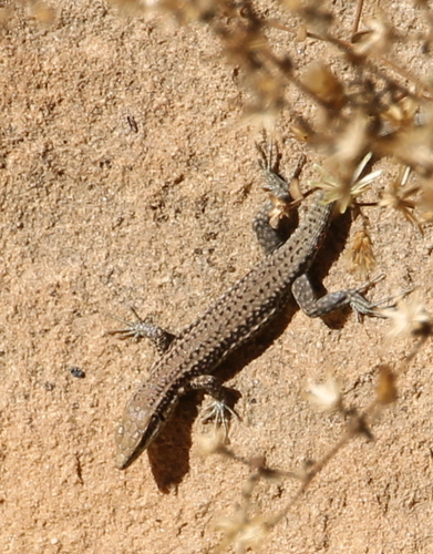 Kulzer’s Rock Lizard, Phoenicolacerta kulzeri
